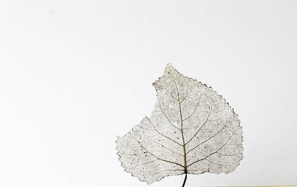 transparentes Skelettblatt mit schöner Textur auf weißem Hintergrund in Nahaufnahme - Foto, Bild