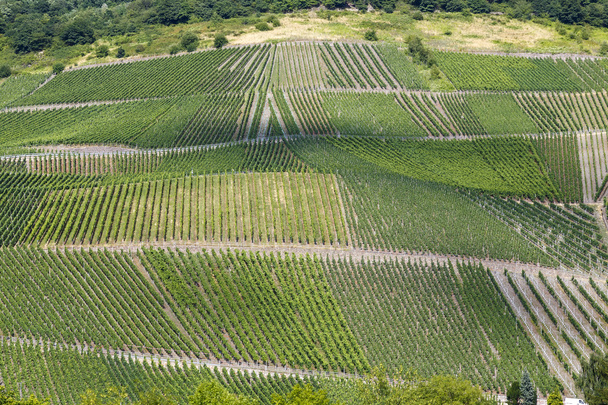 szőlőültetvények Beilstein - Fotó, kép