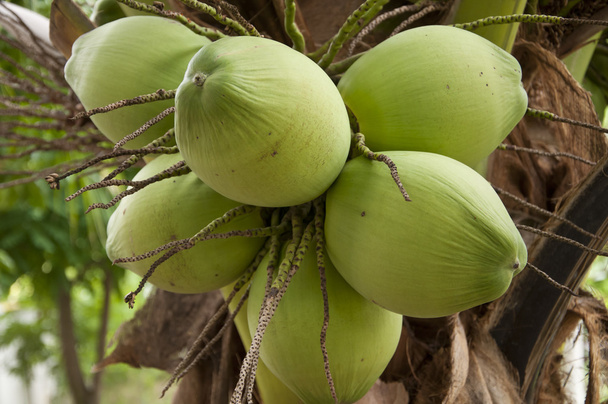 Zelený kokos - Fotografie, Obrázek