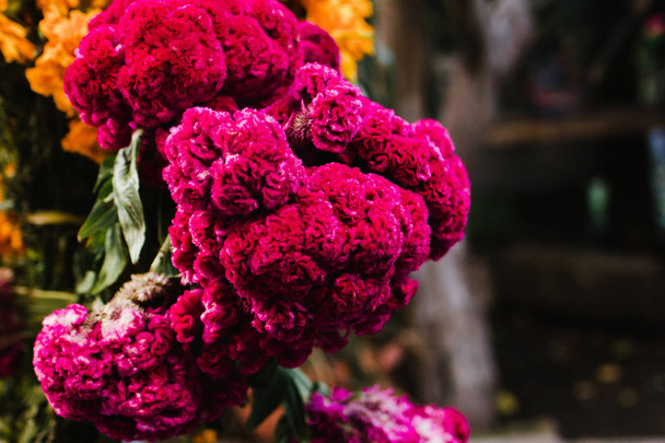 Flor de Terciopelo o celosia, meksykańskie kwiaty dla ofiar ofrendas w Dia de Muertos dzień zmarłych tradycji Meksyku - Zdjęcie, obraz