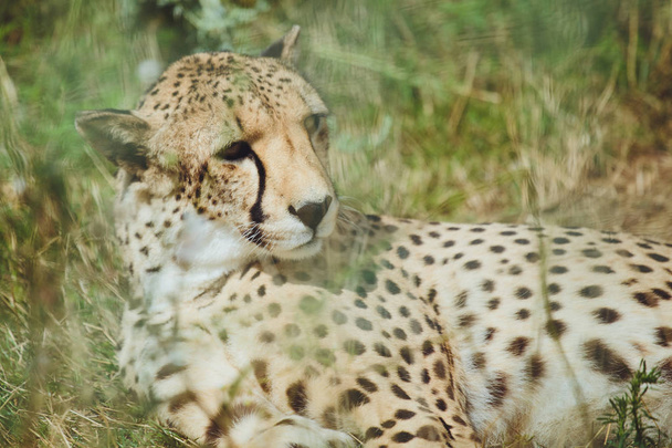 Beautiful cheetah lies on a background of green grass - Fotoğraf, Görsel