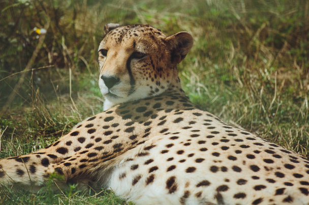 Beautiful cheetah lies on a background of green grass - Фото, изображение