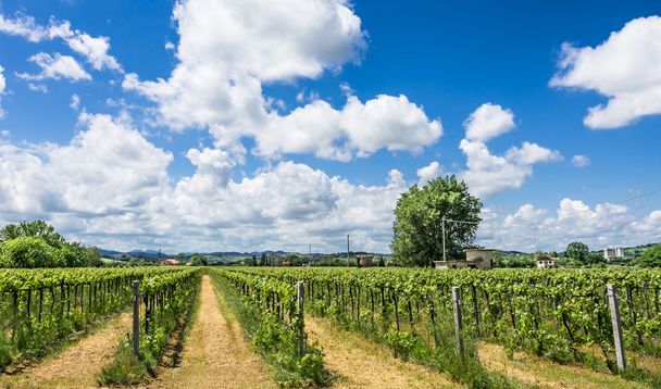 Итальянский виноградник с солнечным облачным небом
 - Фото, изображение