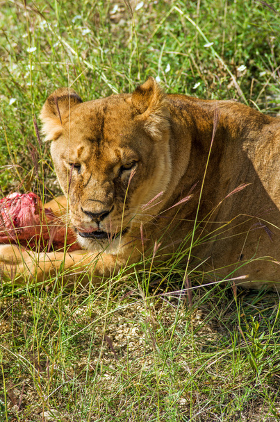 Lion female with piece of meat. - Photo, Image