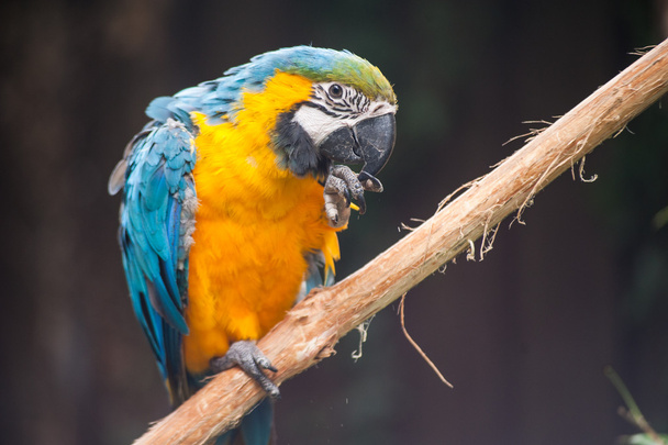 Blue parrot perched - Photo, image