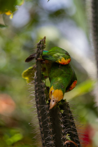 Желтоплечий амазонский попугай
 - Фото, изображение