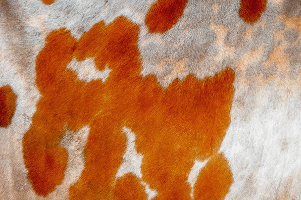 Cow skin texture and pattern - Photo, Image