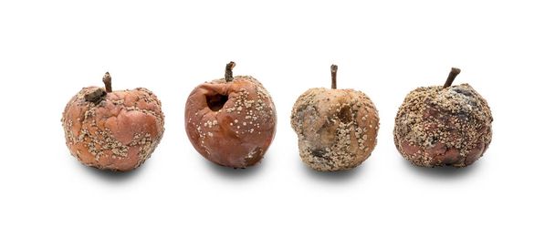 Gammelige Äpfel mit Pilz - Foto, Bild