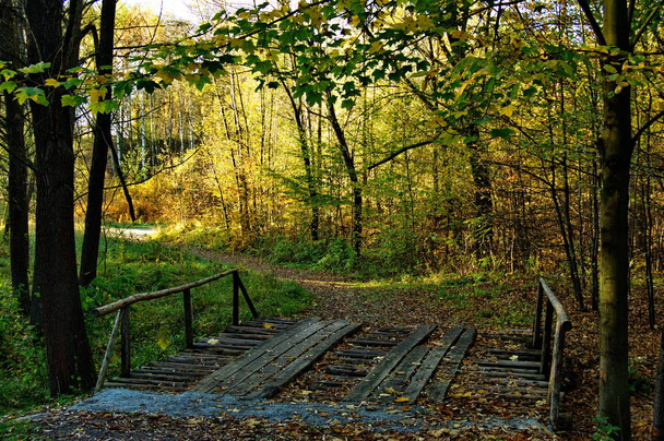 Деревянный мост в парке с красочным осенним лесом
. - Фото, изображение
