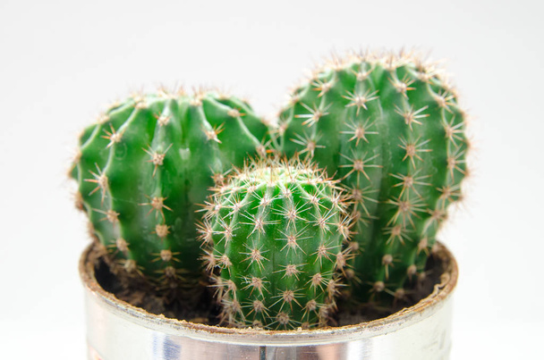 kaktus ruukussa - Valokuva, kuva