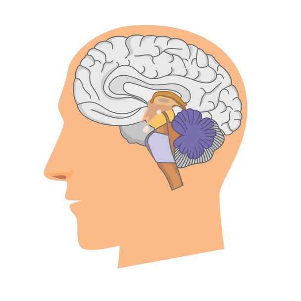 κεφάλι ενός άνδρα με έναν εγκέφαλο σε ένα κόψιμο σε λευκό φόντο.  - Διάνυσμα, εικόνα