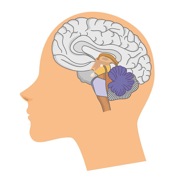 Kopf einer Frau mit einem Gehirn in einem Schnitt auf weißem Hintergrund.  - Vektor, Bild