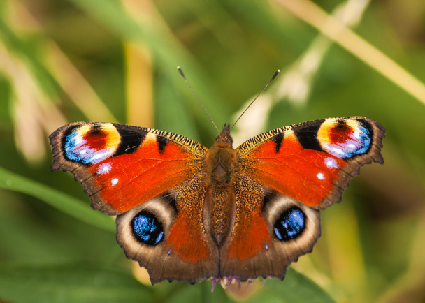 Peacock vlinder inachis io - Foto, afbeelding