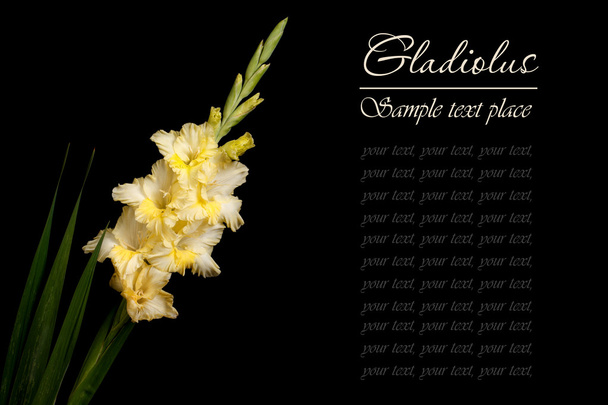 Beautiful yellow gladiolus isolated on a black background - Photo, Image