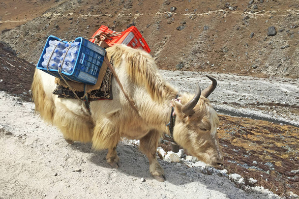 Трудолюбивые яки в Непале, на пути к базовому лагерю Эверест
 - Фото, изображение
