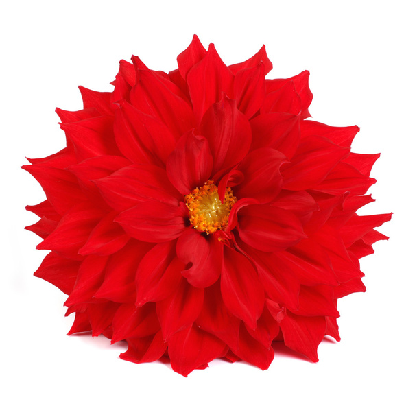 volledige rode dahlia geïsoleerd op witte achtergrond - Foto, afbeelding