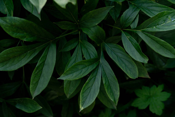 dark exotic tropical leaves background, moody dark tones - Фото, зображення