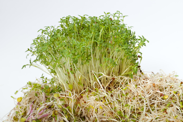 Fresh alfalfa sprouts and cress on white background - Photo, Image