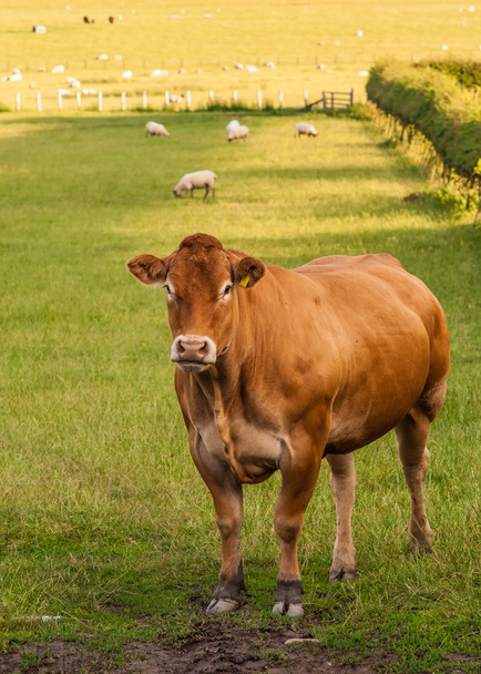 Limousin αγελάδα - Φωτογραφία, εικόνα