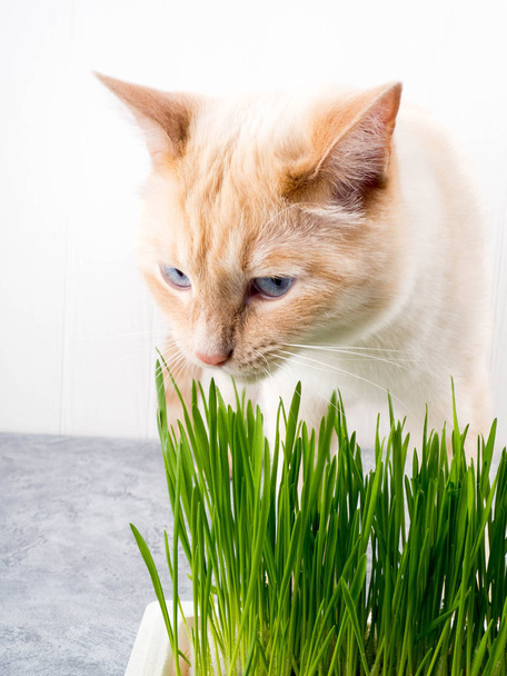 chat mange de l'herbe. Le chat mange de l'herbe verte fraîche. Herbe de chat, herbe pour animaux. Traitement naturel de la boule de poils, chat blanc et rouge mangeant de l'herbe fraîche, avoine verte, émotionnellement, espace de copie, le concept de la santé
 - Photo, image