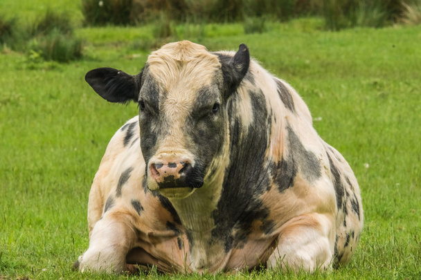 ホルスタイン ・ フリージアン牛 - 写真・画像