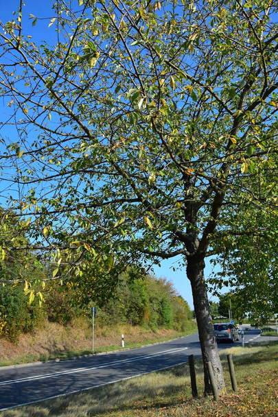 Un albero accanto a una strada che soffre di secchezza
. - Foto, immagini
