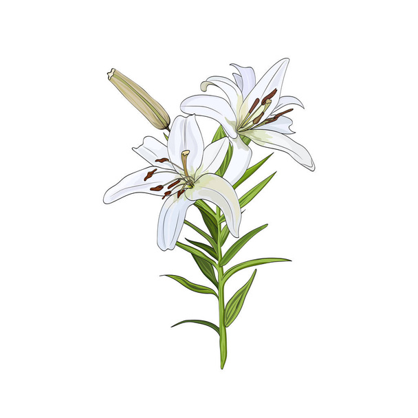 ein Strauß weißer Lilienblüten auf weißem Hintergrund - Vektor, Bild