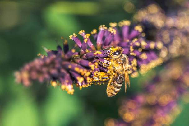 Close-up photo of bee collecting pollen on violet inflorescence of blooming desert false indigo - Photo, Image