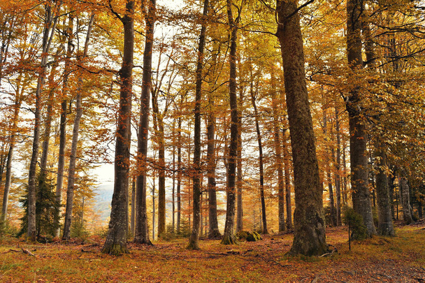 Őszi fák a hegyekben, szüreti szűrő alkalmazott - Fotó, kép