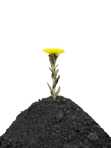 Černá půda a žluté Jarní květina - Fotografie, Obrázek