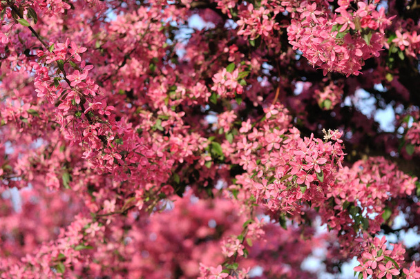 ピンクの春の花 - 写真・画像