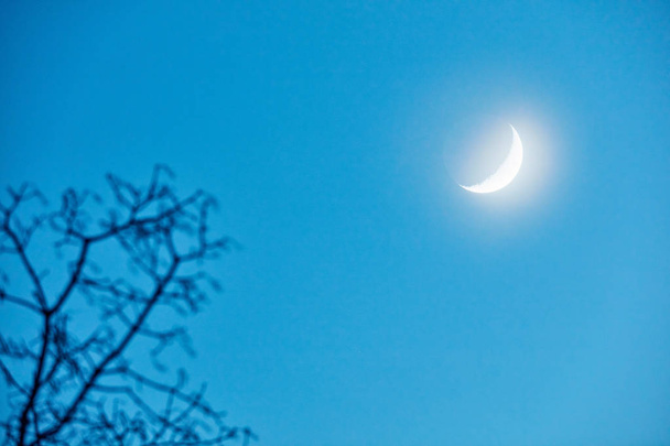 Mond mit der Silhouette eines Baumes. meine astronomische Arbeit. - Foto, Bild