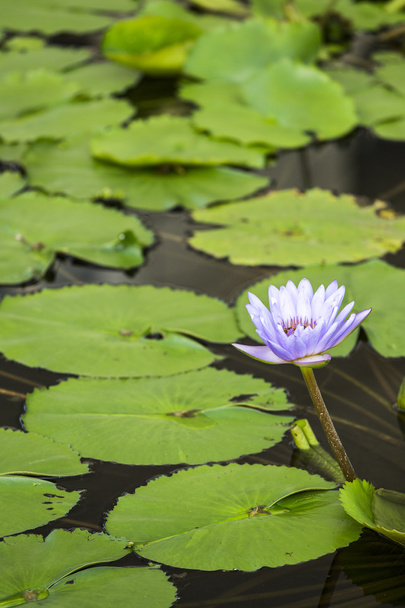 Lotus. Water lily flower - Foto, Imagen