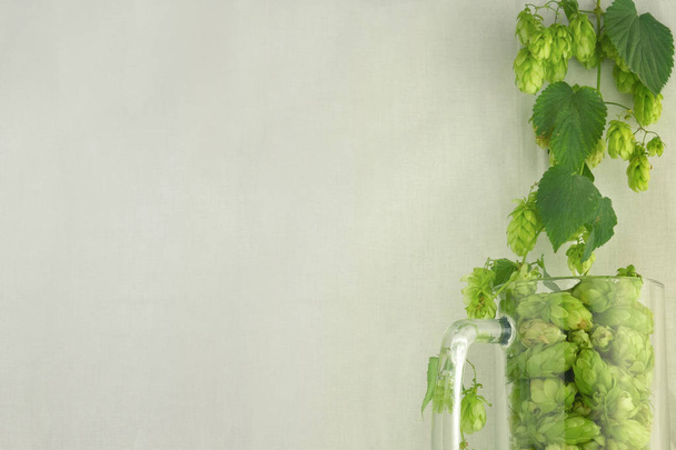 Tazza di vetro di birra riempita con coni di luppolo verde e spine di torsione aro
 - Foto, immagini