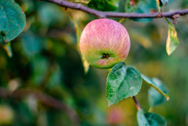 Manzanas maduras en el árbol. Frutas orgánicas naturales, agricultura, concepto de estilo de vida saludable. Dieta vegana
.  - Foto, imagen