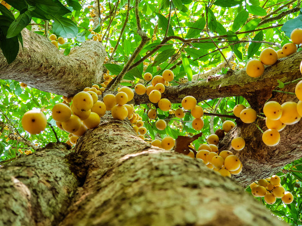 Bajo vista, rambeh de frutas tailandesas en el árbol rambi
 - Foto, Imagen