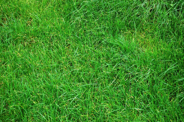 草の質感 - 写真・画像