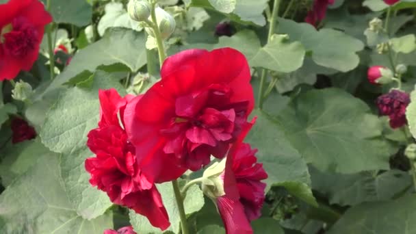 Махровый красный цветок Мальвы в летнем саду - Кадры, видео