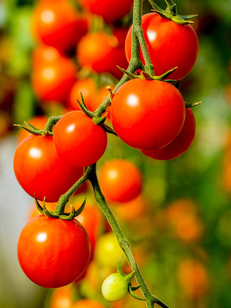Зображення свіжих органічних вишневих помідорів на дереві
 - Фото, зображення
