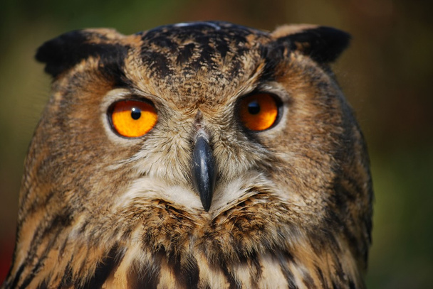 Owl - Fotografie, Obrázek