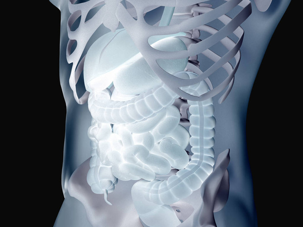 İnsan bağırsak sindirim anatomisi. 3d illüstrasyon - Fotoğraf, Görsel