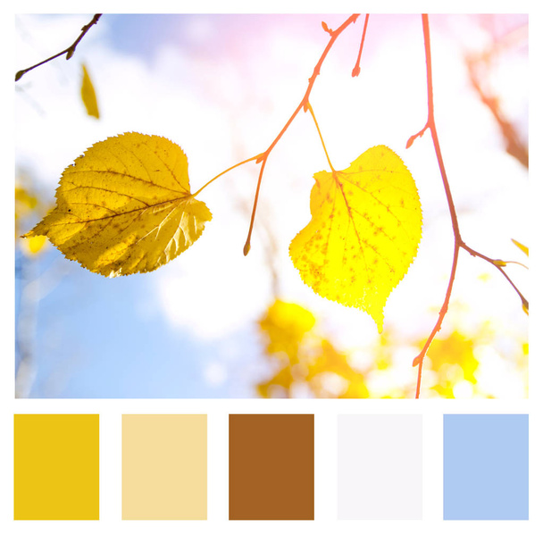カラーマッチングパレット、秋の風景。秋の木は空の背景を残します - 写真・画像