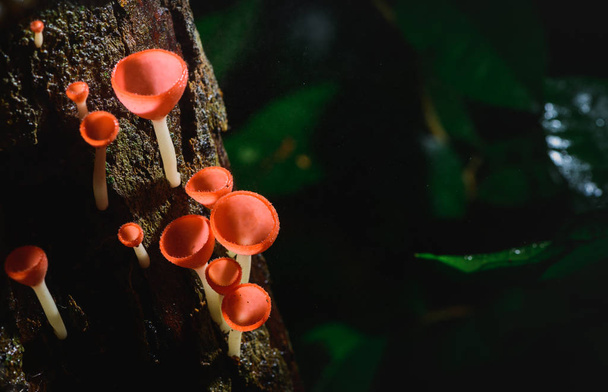 Sienet cup punainen sieni Champagne Cup tai vaaleanpunainen polttaa cup
 - Valokuva, kuva
