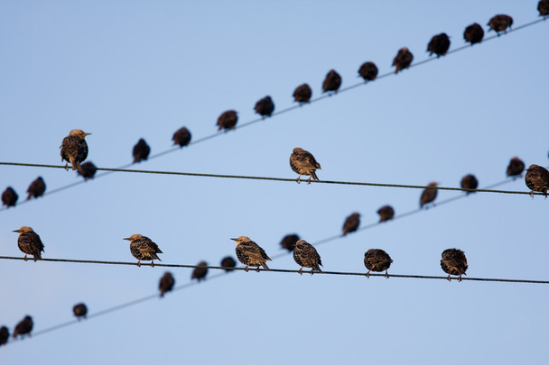 Bird on a wire - Photo, Image