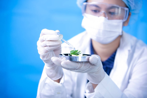 Biochemistry specialist experiment on Natural organic botany and scientific glassware, Alternative herb medicine, Natural skin care beauty products, Research and development concept. - Photo, Image