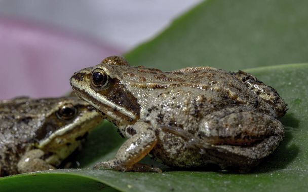 макрофотографія маленької жаби, яка сидить на пелюстці квітки
 - Фото, зображення