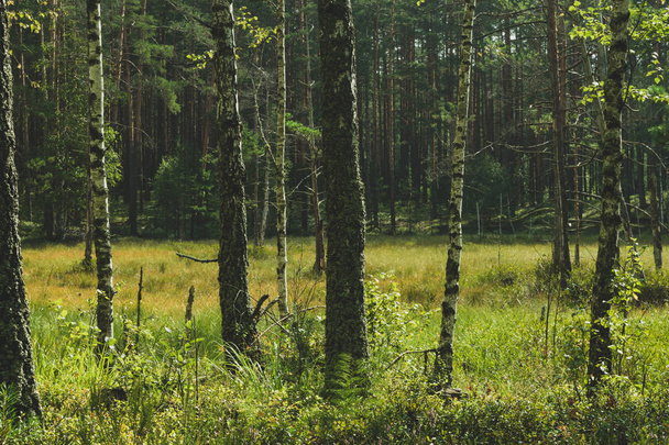 Marismas en bosques viejos durante la mañana
 - Foto, Imagen