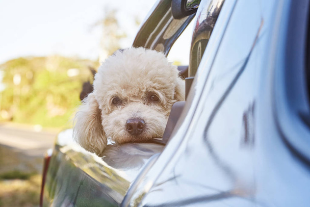 Poodle dog in pickup back - Photo, Image