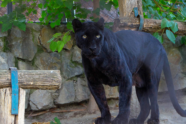 ein schwarzer Panther - Foto, Bild