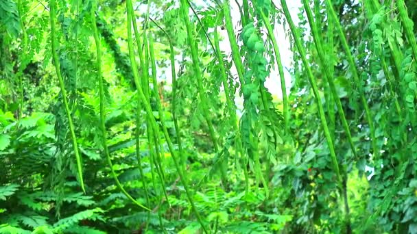 Moringa Baum ist voll von alten Schoten, innerhalb der getrockneten Samen kann gegessen werden, um Gelenkschmerzen zu behandeln 1 - Filmmaterial, Video